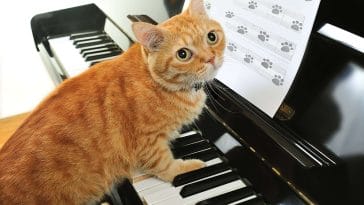 classical-music-female-cat-names