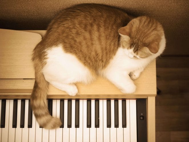 classical-music-unique-cat-names