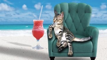 cocktail-cat-names