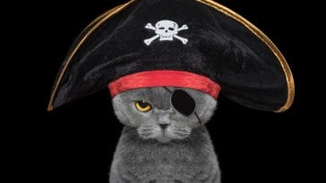 cute cat in a pirate costume