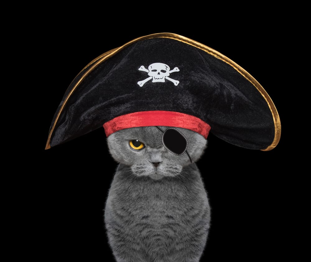 cute cat in a pirate costume