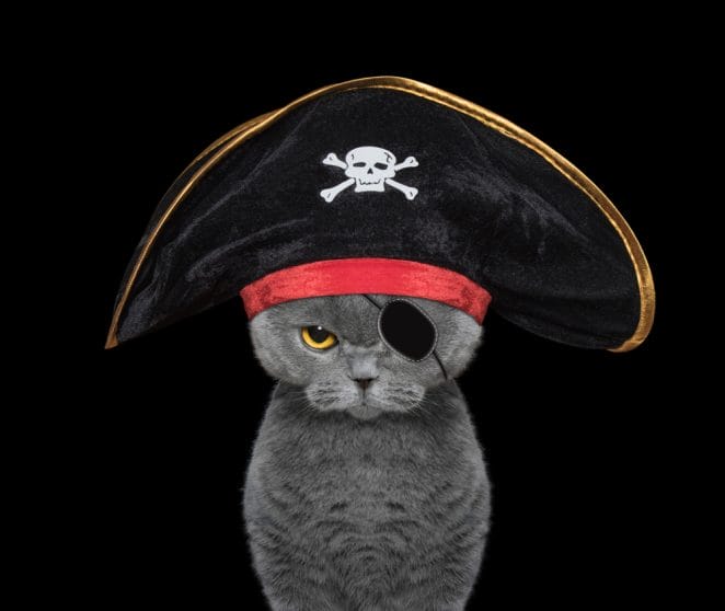 cute cat in a pirate costume