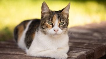 cool-superhero-cat-names