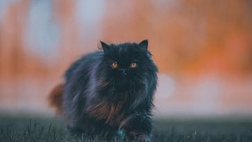 cute-adventurous-cat-names