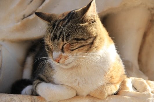 170-fire-cat-names-with-meanings-for-your-cute-kitten