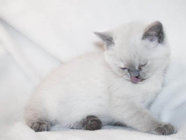 cute-white-fluffy-cat-names