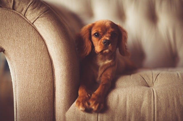 dog-on-couch