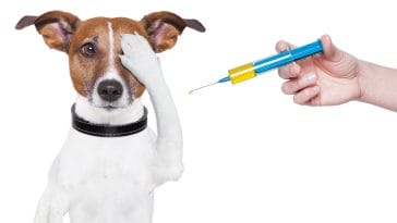 dog vaccination