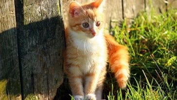 european-cat-names-01