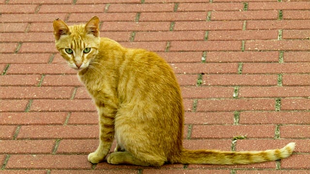 female-blonde-cat-names