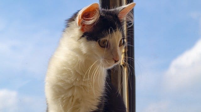 female-constellation-cat-names