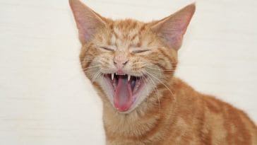 female-creepy-cat-names