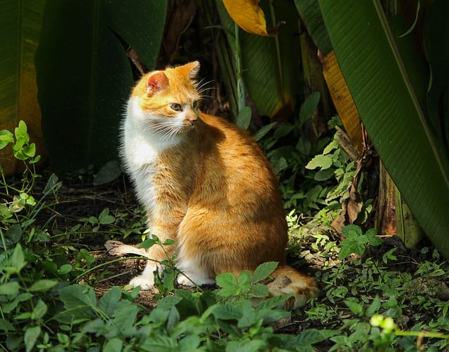 160 Feral Cat Names Best Name Ideas For Cute Feral Cats 160-feral-cat-names-best-name-ideas-for-cute-feral-cats