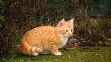 female-mayan-cat-names