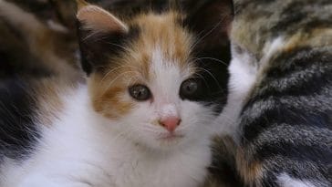 female-names-start-with-cat-01