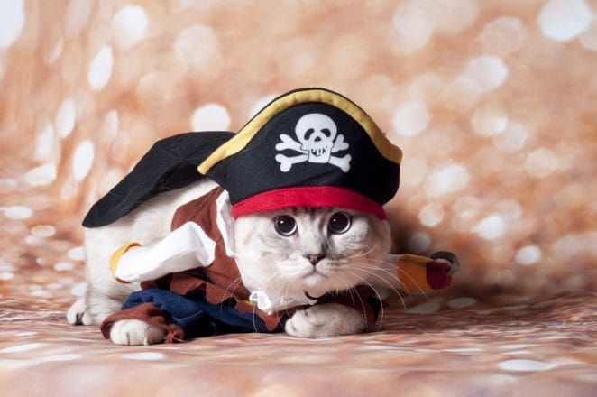 female-pirate-cat-names