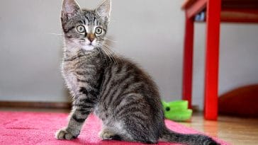 female-portuguese-cat-names