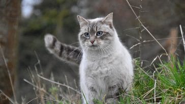 female-russian-cat-names