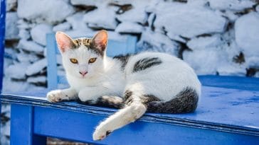 female-summer-cat-names