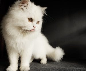 130+ White Fluffy Cat Names For Your Furry Adorable Kitten