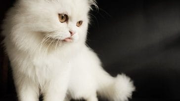 female-white-fluffy-cat-names
