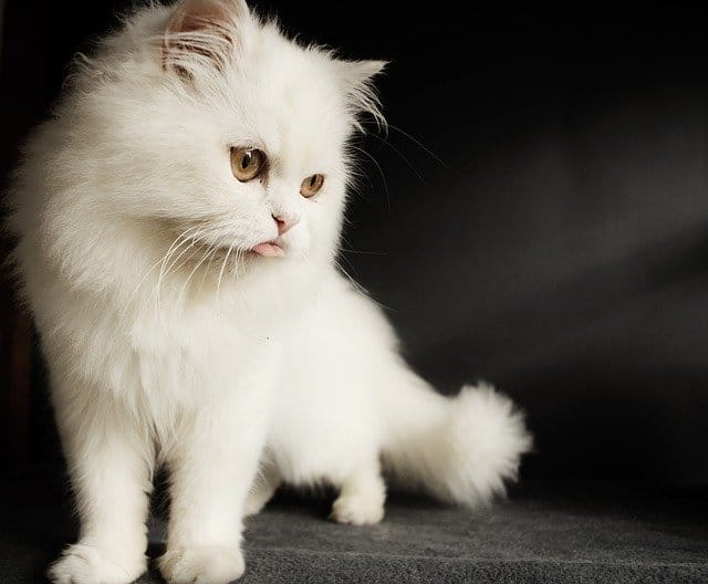 female-white-fluffy-cat-names
