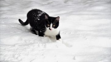 female-winter-cat-names