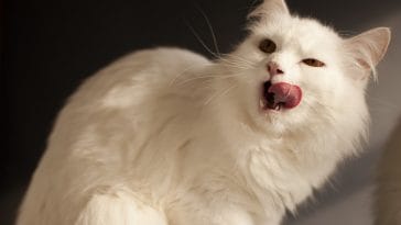 female-witty-cat-names