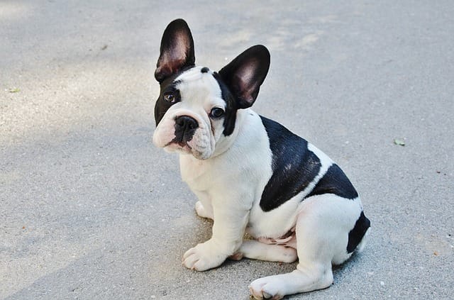 french-bulldog