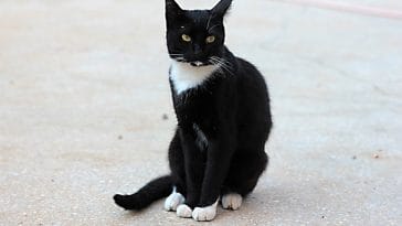 french-cajuncat-names