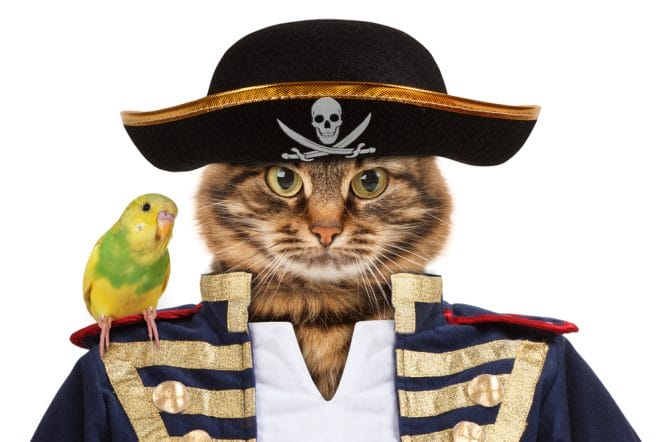 funny-pirate-cat-names