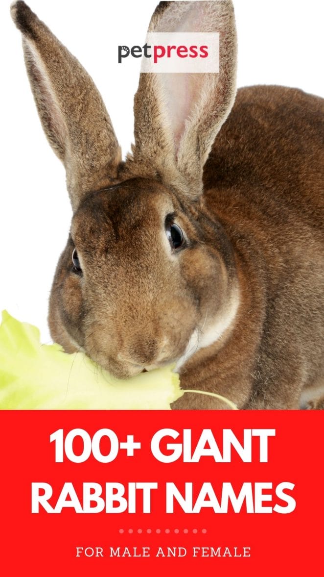 giant rabbit names