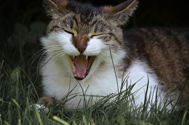 good-pokemon-cat-names