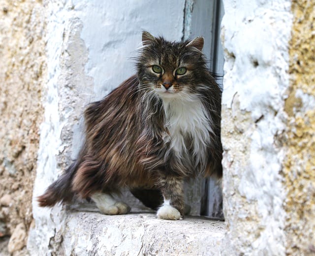 legendary-pokemon-cat-names