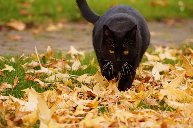 male-badass-black-cat-names