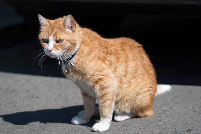 male-blonde-cat-names