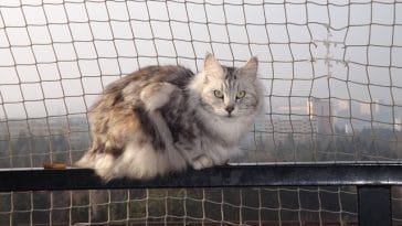 male-bobtail-cat-names