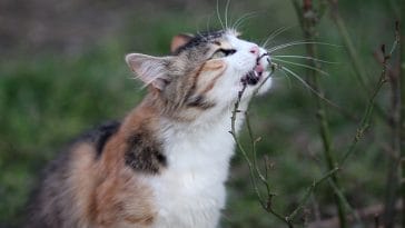 male-cat-names-meaning-strong