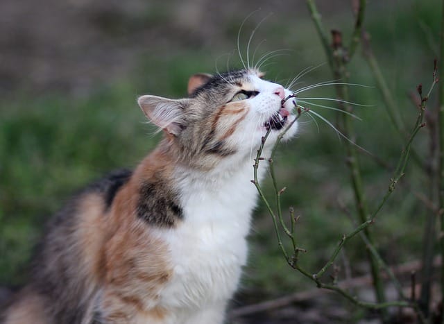 100 Cat Names Meaning Strong For Both Male And Female Kitten 100-cat-names-meaning-strong-for-both-male-and-female-kitten