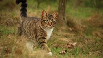 male-cat-names-means-survivor