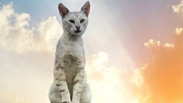 male-constellation-cat-names