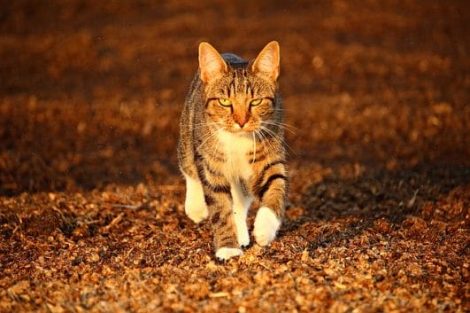 80 Creepy Cat Names For Your Horror Feline Friend 80-creepy-cat-names-for-your-horror-feline-friend