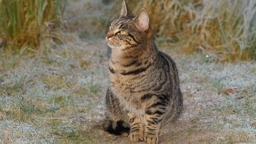 male-feisty-cat-names