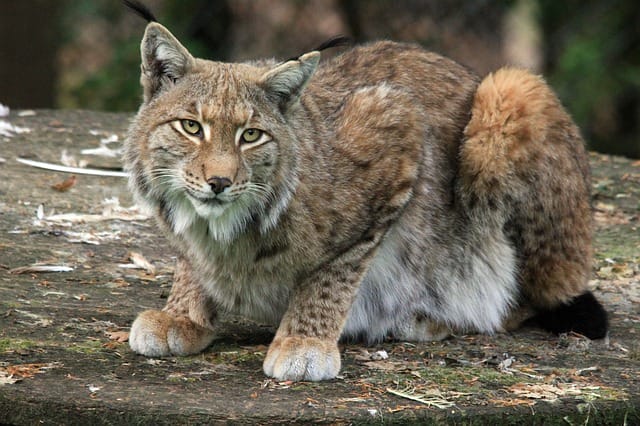 male-lynx-cat-names