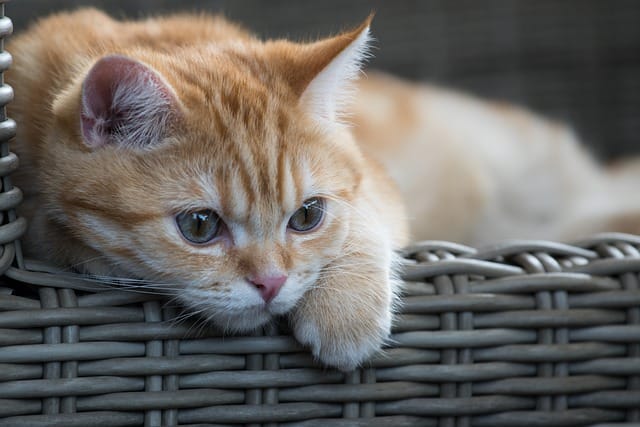 male-names-start-with-cat