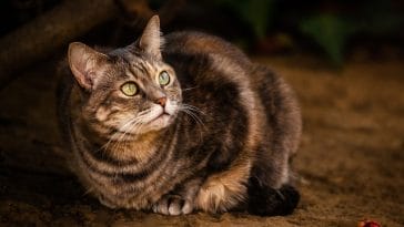 male-patriotic-cat-names