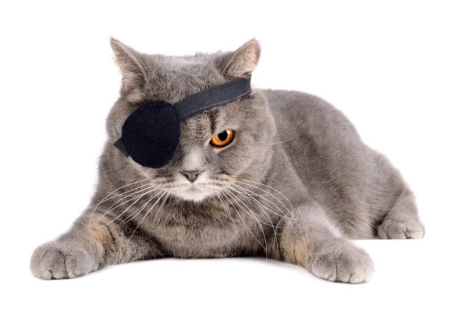 male-pirate-cat-names
