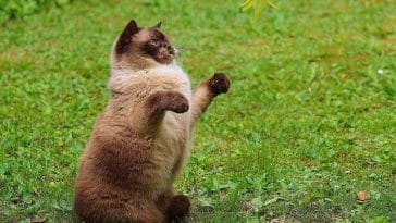 male-playful-cat-names