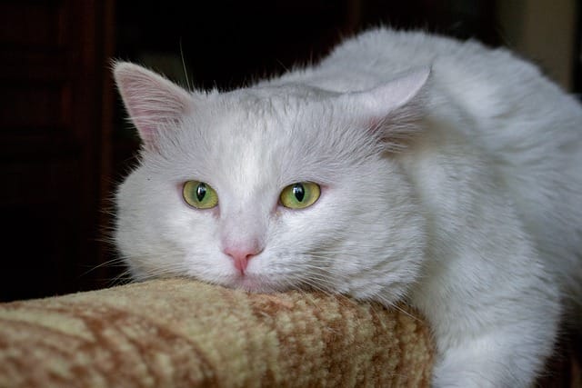 male-white-fluffy-cat-names