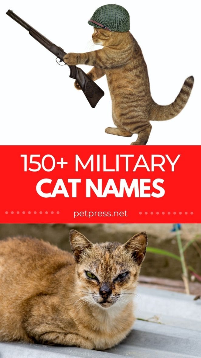 military cat names